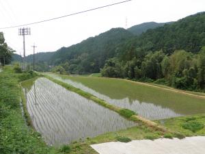 お米づくりの様子