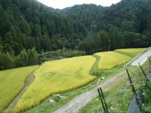 奥田井整備後