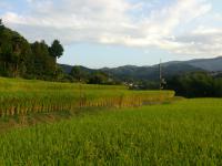 里山の風景　稲穂