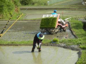 田植え作業