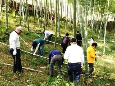 森に侵入した竹の伐採