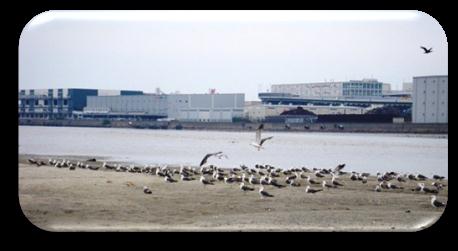 野鳥調査