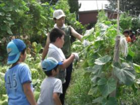 夏野菜の様子