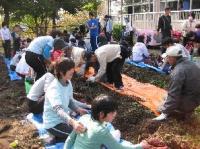 芋苗植えの様子