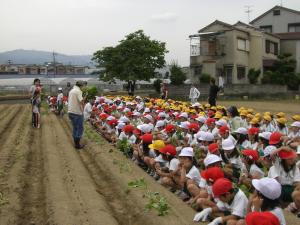 イモ植え