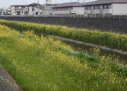 恩智川の菜の花の写真