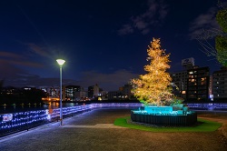 城見緑道公園シンボルツリー夜