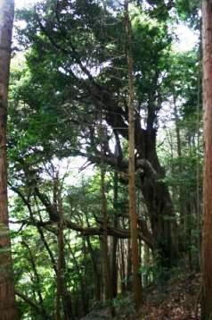 八坂神社のシイの写真