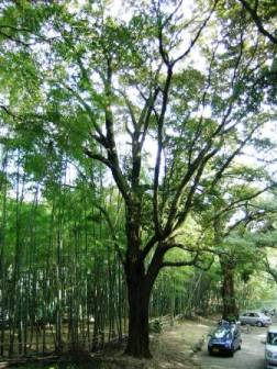 若山神社のツブラジイ林の写真