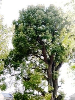 須賀神社跡のクスの写真