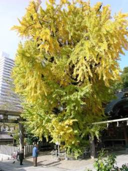 白山神社のイチョウの写真