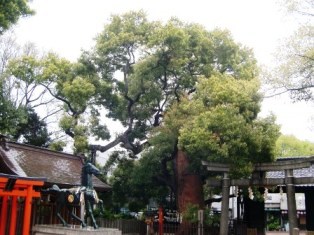 阿遅速雄神社のクスの写真