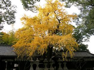 旭神社のいちょうの写真