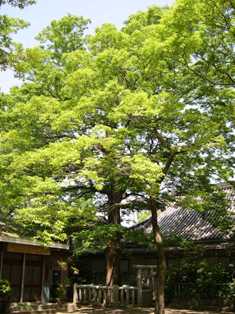 旭神社のむくの写真