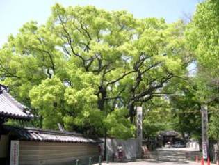 杭全神社のくすの写真