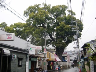 渋川神社のくすの写真