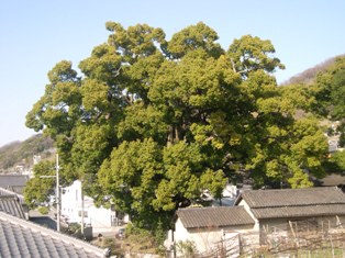 石神社のくすの写真