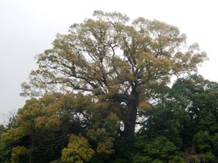 壷井八幡宮のくすの写真