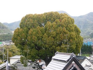 鎌田邸のくすの写真