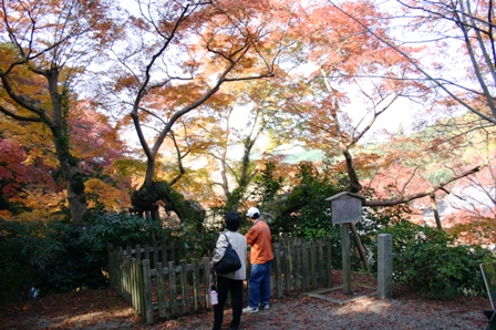 延命寺の夕照もみじの写真