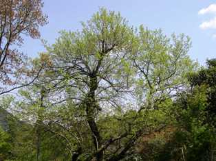 左近邸の桑の木の写真