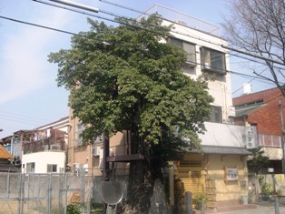 方違神社のくろがねもちの写真