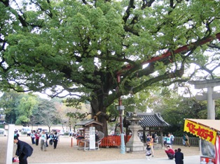 百舌鳥八幡宮のくすの写真