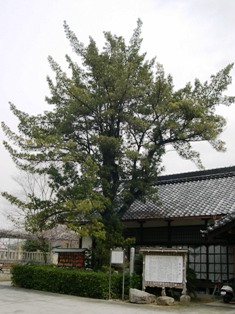 春日神社のまきの写真