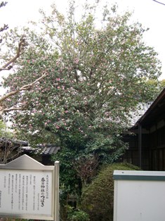 春日神社のつばきの写真