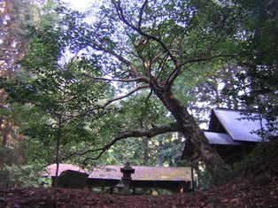 菅原神社のカクレミノの写真