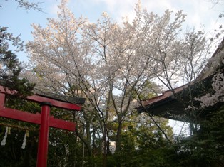 慈眼院の姥桜の写真