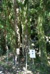 出灰素盞鳴咽神社のカツラ