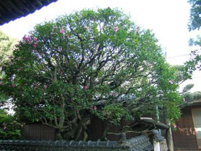 大阪狭山市の連光寺のさざんか