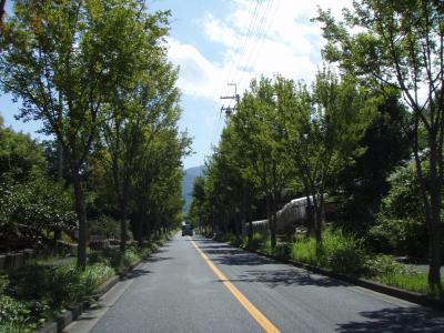 美原太子線の街路樹1