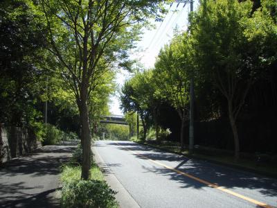 美原太子線の街路樹2