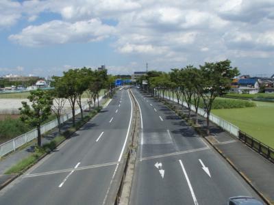 国道170号の街路樹1