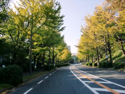 豊中摂津線の街路樹1