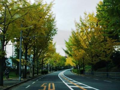 豊中摂津線の街路樹2