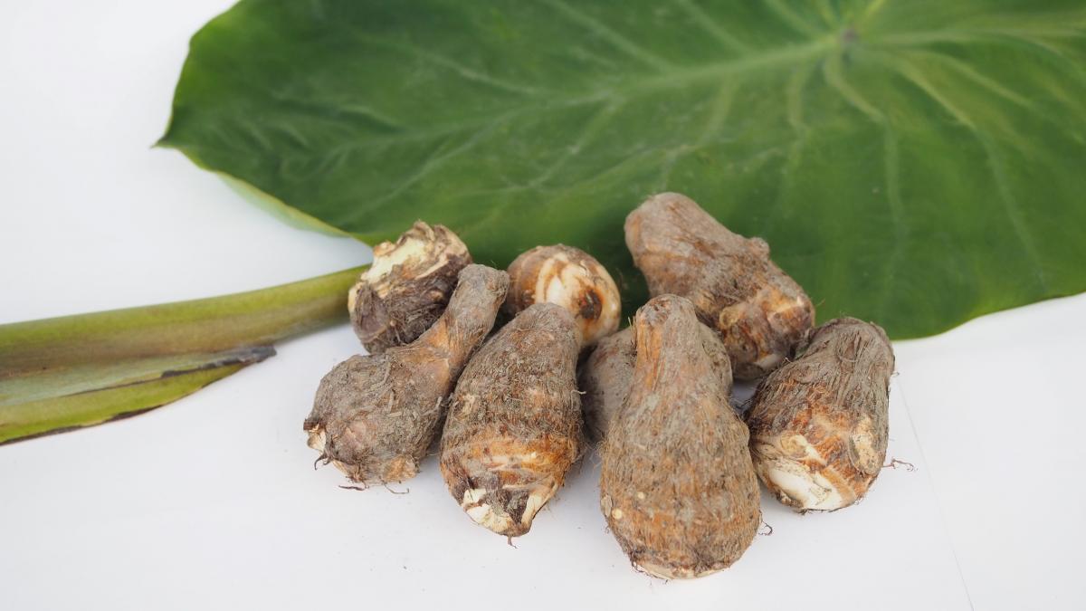 石川早生芋写真