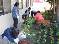 種から育てる地域の花づくり