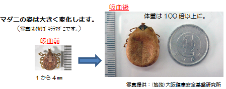 吸血前後のダニ