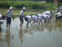 小学校田植え体験学習の様子