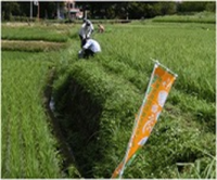 田んぼの畔への花の植栽