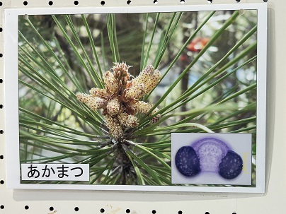 【写真】あかまつ