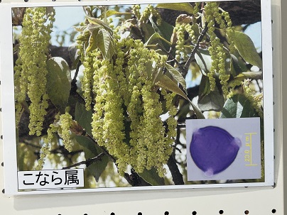 【写真】こなら属