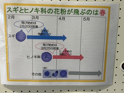 【写真】スギとヒノキ科の花粉が飛ぶのは春