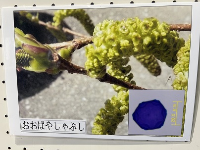 【写真】おおばやしゃぶし