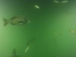 水中ドローンで撮影した魚の様子1