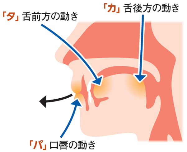 パタカ発声の舌の動き