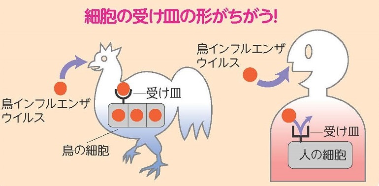 鳥インフルエンザウイルス受容体イメージ